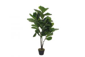 Dekorativna biljka FICUS LYRATA-120 cm