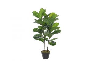 Dekorativna biljka FICUS LYRATA-100 cm